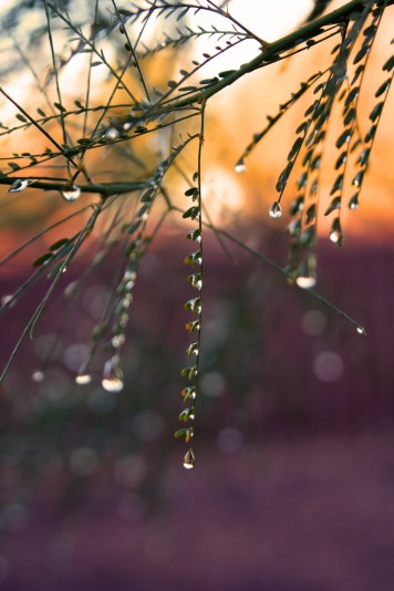 edited leaves droplet 2